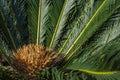 Cycad scientific name is Cycas circinalis L. Families Cycadaceae. Cycas close up with lyzard on the heart of the palm.