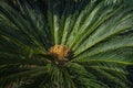 Cycad scientific name is Cycas circinalis L. Families Cycadaceae. Cycas close up with lyzard on the heart of the palm.