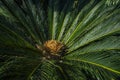 Cycad scientific name is Cycas circinalis L. Families Cycadaceae. Cycas close up with lyzard on the heart of the palm. Royalty Free Stock Photo