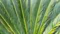 Cycad scientific name is Cycas circinalis L. Families Cycadaceae. Royalty Free Stock Photo