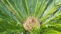 Cycad scientific name is Cycas circinalis L. Families Cycadaceae. Royalty Free Stock Photo