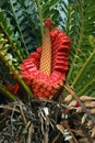 Cycad seeds Royalty Free Stock Photo