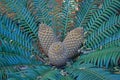 CYCAD SEEDS Royalty Free Stock Photo