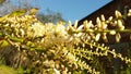 Brazilian cycad plant blossom
