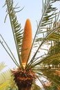 Cycad tree Royalty Free Stock Photo