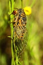 Hemipteros, Insects in their natural environment. Macro photography.
