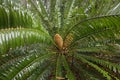 Cycads Royalty Free Stock Photo