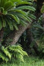 Cycads growing in rainforest Royalty Free Stock Photo