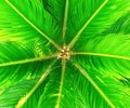 Cycads leaves abstract background Royalty Free Stock Photo