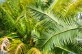 Cycads palm trees leaves growing in botanical garden. Royalty Free Stock Photo