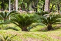 The cycads plant Royalty Free Stock Photo