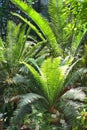 Cycads plants growing Royalty Free Stock Photo