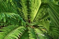 Cycads: seed plants with a very long fossil history.