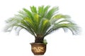 Cycas Royalty Free Stock Photo