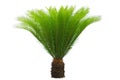 Cycas Royalty Free Stock Photo