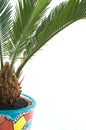 Cycas bulb in a flowerpot