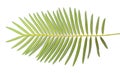 Cycas chamaoensis is named after the only known habitat of this species,