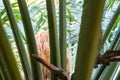 Cycas Circinalis in Botanical Garden of Cagliari, Sardinia, Ital Royalty Free Stock Photo