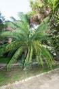 Cycas Circinalis in Botanical Garden of Cagliari, Sardinia, Ital Royalty Free Stock Photo