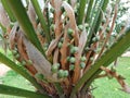 Cycas circinalis plant and seeds also known queen sago,medicinal plant,if ingested,of the palm can causes vomiting