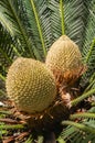 Cycas