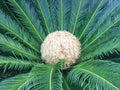 Cycas flower Royalty Free Stock Photo