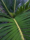 Natural leaf background of Cycas javana plant