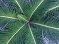 Natural leaf background of Cycas javana plant