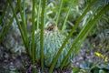 Cycas hainanensis, a species limited to Hainan, China Royalty Free Stock Photo