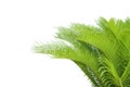 Cycas leaf Royalty Free Stock Photo