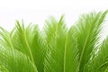 Cycas leaf Royalty Free Stock Photo