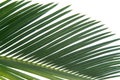 Cycas leaf detail Royalty Free Stock Photo