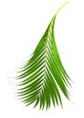 Cycas leaf