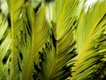 Cycas leaves in full sun Royalty Free Stock Photo