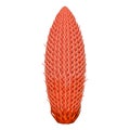 Cycas male cone Royalty Free Stock Photo