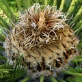 Cycas palm Royalty Free Stock Photo