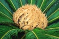 Cycas palm Royalty Free Stock Photo