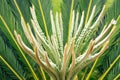 Cycas palm Royalty Free Stock Photo