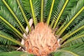 cycas palm Royalty Free Stock Photo