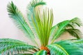 Cycas palm in a greenhouse against the wall Royalty Free Stock Photo