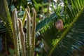 cycas palm leaves and a snail with a shell on it Royalty Free Stock Photo