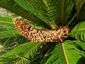 Cycas palm with male seeds Royalty Free Stock Photo