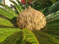 Cycas palm tree with female seeds