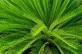 Cycas Palm Tree Leaves Pattern for Nature Background. Royalty Free Stock Photo