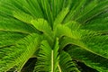 Cycas Palm Tree Leaves Pattern for Nature Background. Royalty Free Stock Photo