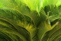 Cycas Palm Tree Leaves Pattern for Nature Background. Royalty Free Stock Photo