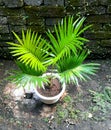 Cycas palm tree on white pot