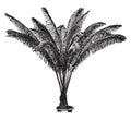 Cycas Pectinata vintage illustration Royalty Free Stock Photo