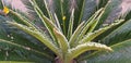 Cycas plant is growing nicely in a garden.