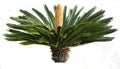 Cycas Revoluta Royalty Free Stock Photo